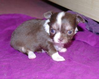 Chihuahua Gaja billede 6