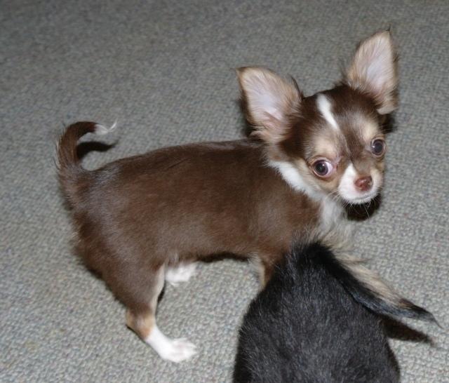 Chihuahua Gaja billede 7