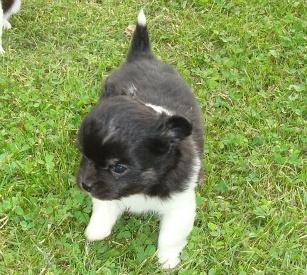 Chihuahua DKCH Milltoff's Gossip Girl ~Zaffie~ - Zaffie 7 uger billede 20