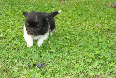 Chihuahua DKCH Milltoff's Gossip Girl ~Zaffie~ - Zaffie 7 uger billede 21