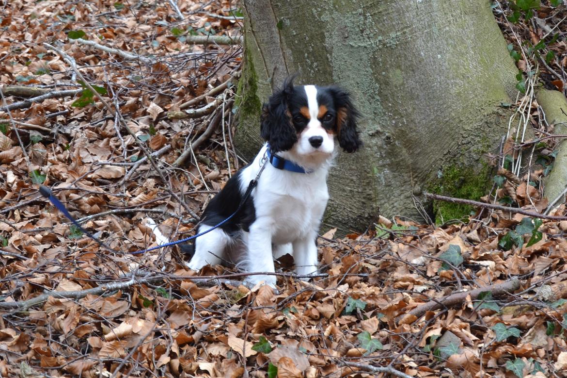 Cavalier king charles spaniel Bosco - Bosco med i skolen billede 3