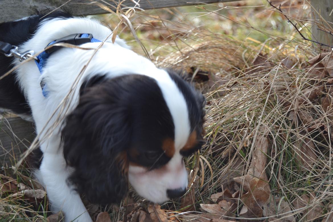 Cavalier king charles spaniel Bosco billede 6