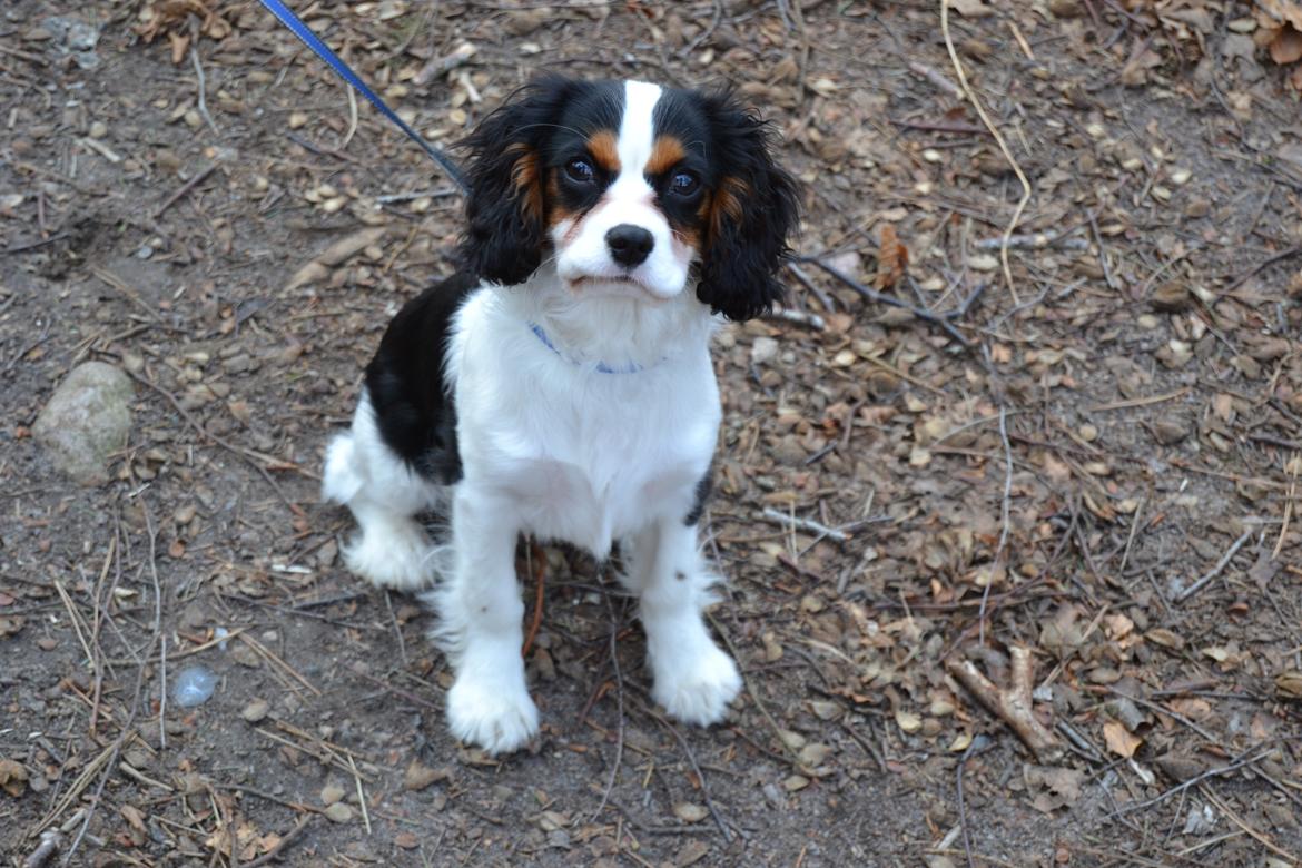 Cavalier king charles spaniel Bosco billede 4