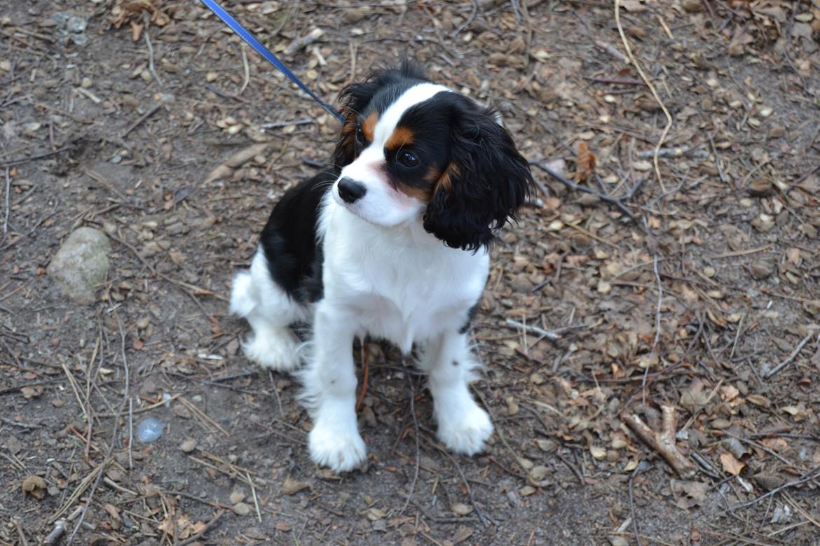 Cavalier king charles spaniel Bosco billede 5