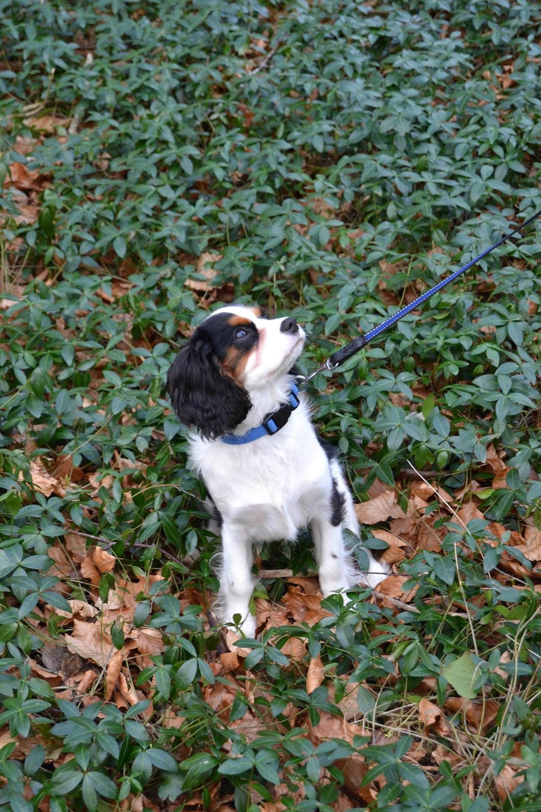 Cavalier king charles spaniel Bosco - Bosco i skoven billede 2