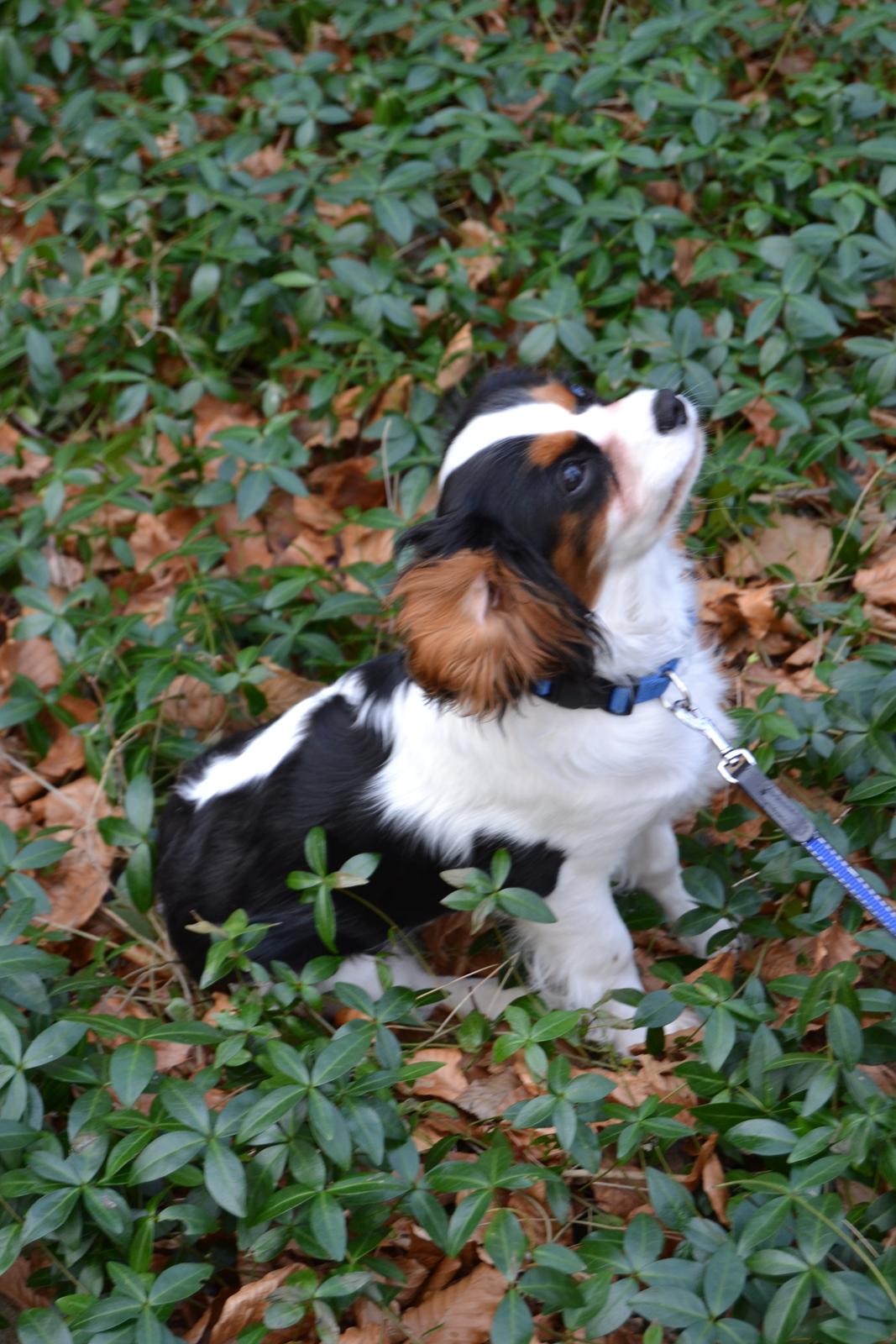 Cavalier king charles spaniel Bosco - Bosco i skoven den 25-02 billede 1