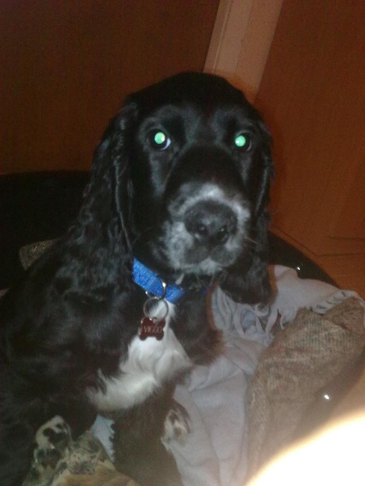 Cocker spaniel Viggo - Gomorgen Mor! Nu skal vi op, jeg er helt frisk! billede 11