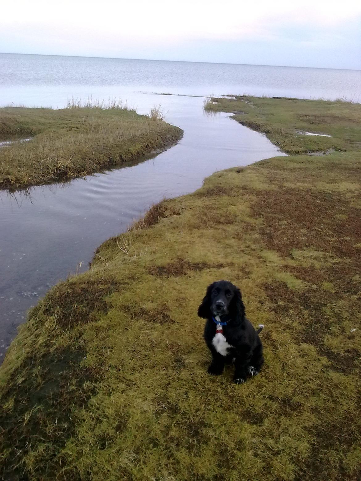 Cocker spaniel Viggo - Første gang på stranden, her er jeg omkring 3 mdr.  billede 12