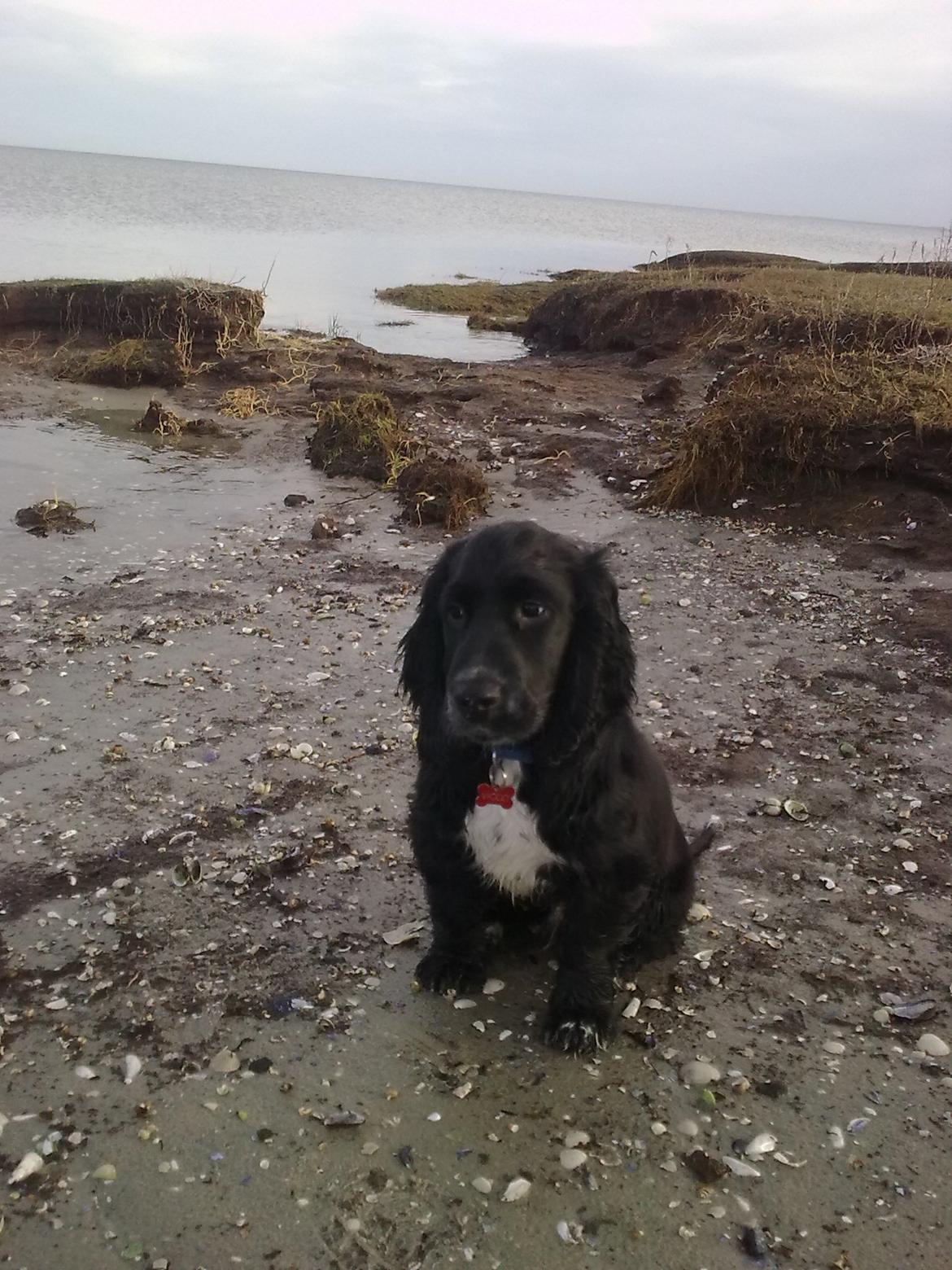 Cocker spaniel Viggo billede 13