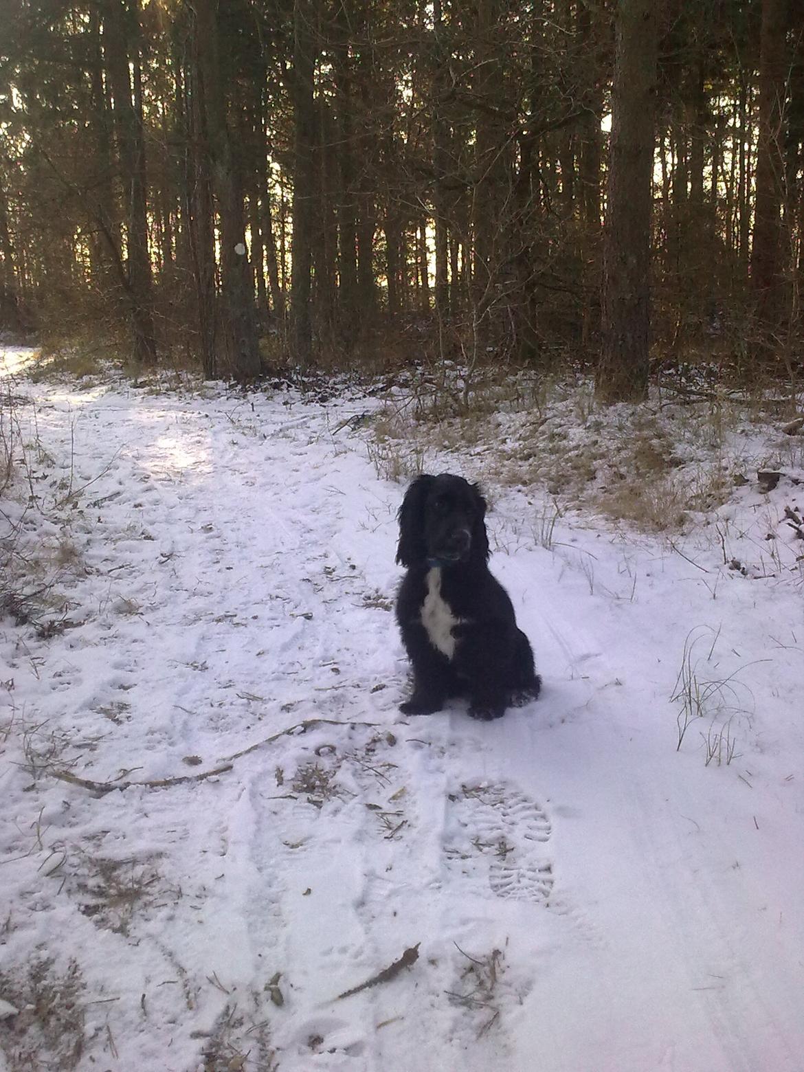 Cocker spaniel Viggo - Sneskovtur billede 14