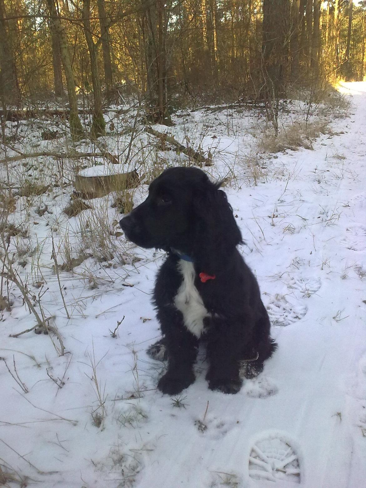 Cocker spaniel Viggo billede 15