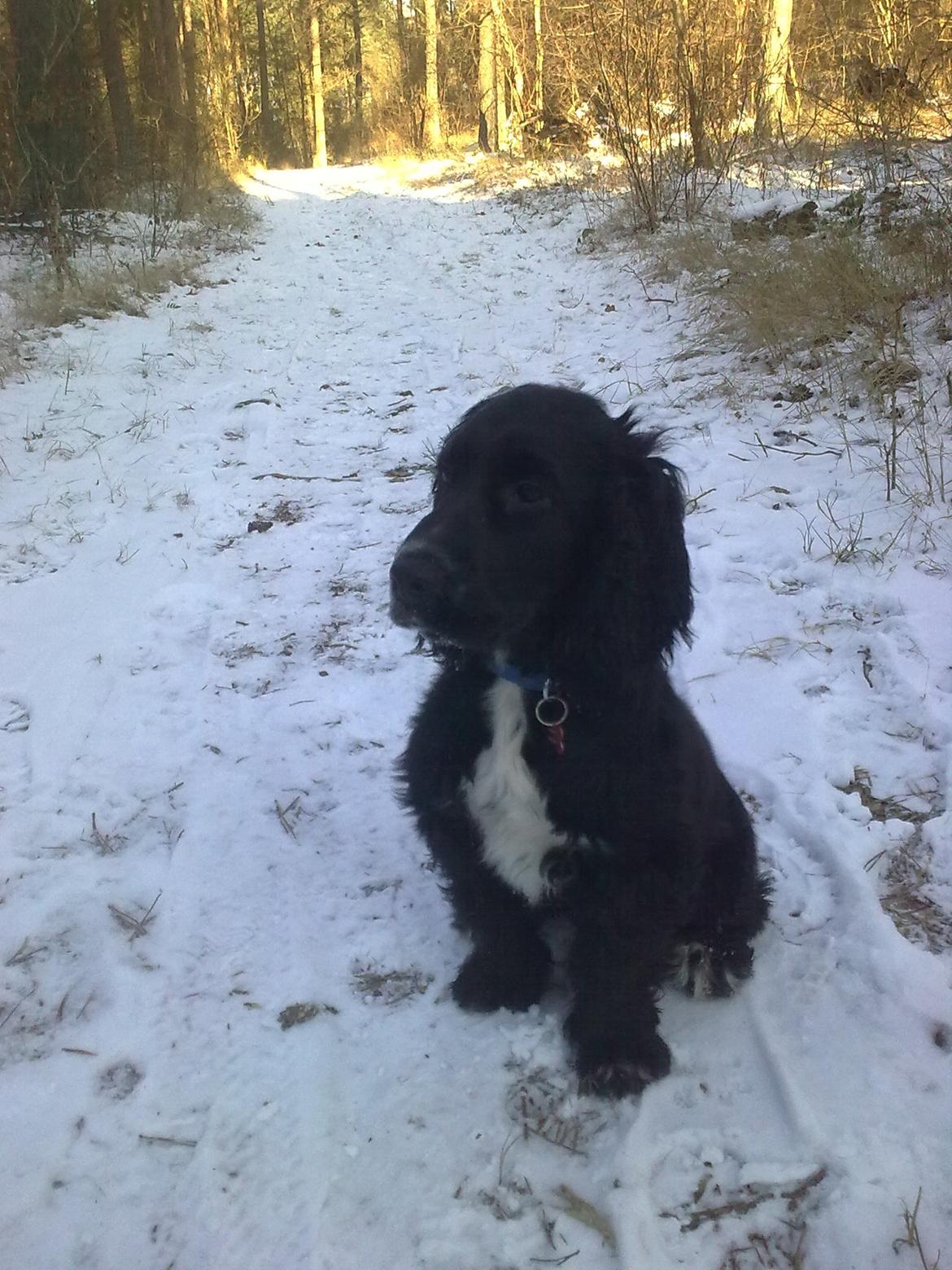 Cocker spaniel Viggo billede 16