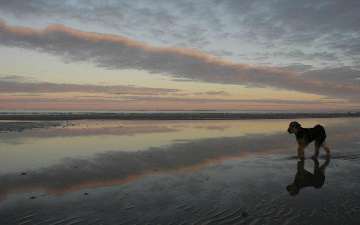 Airedale terrier Ronja - En dejlig tur i vandkanten på stranden i solnedgangen. billede 4