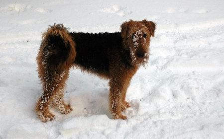 Airedale terrier Ronja - Sne dyr! :D billede 2