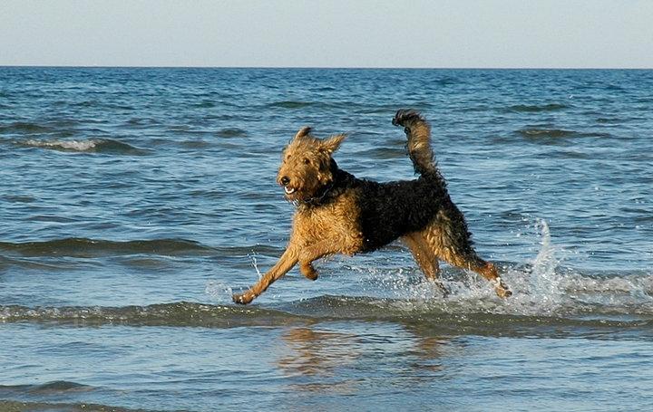 Airedale terrier Ronja - Velkommen til ronjas profil<3 billede 1