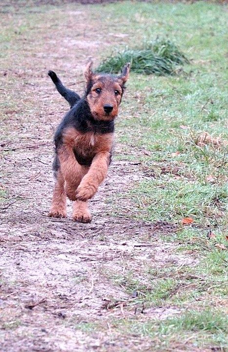 Airedale terrier Ronja - Ronja som lille, i hundeskoven. billede 3