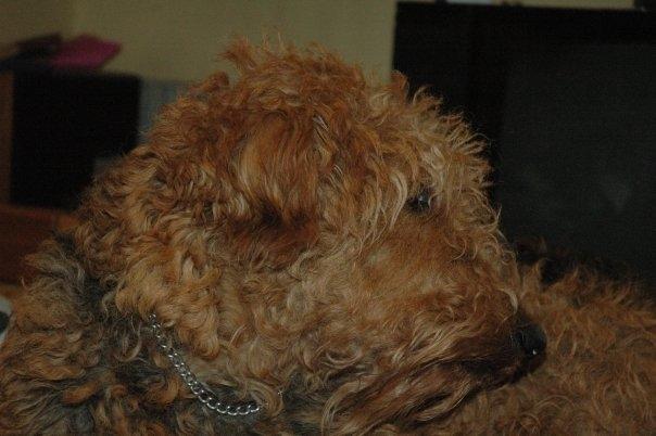 Airedale terrier Ronja - Alle kunne se dine smerter var for store til verden, ronja i hendes sidste dage, hvil i fred. <3 billede 5