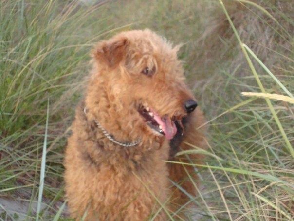 Airedale terrier Ronja - Ronja i hendes gamle men gode dage på stranden.  billede 6