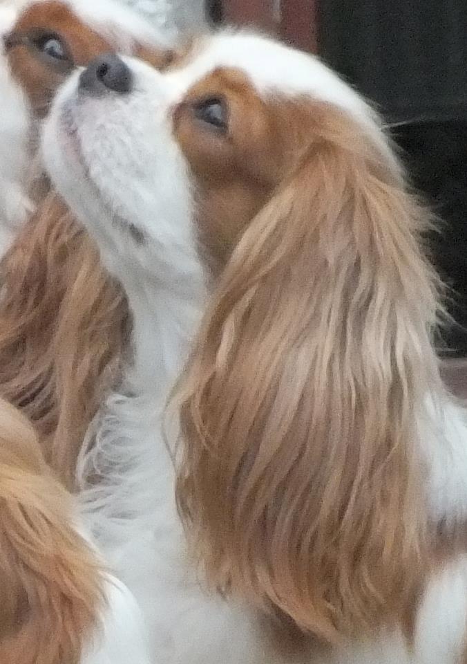 Cavalier king charles spaniel Thyholms Bella Perla  - Perla - Perla 2 år - foto af Matilde Cantor :-) billede 9