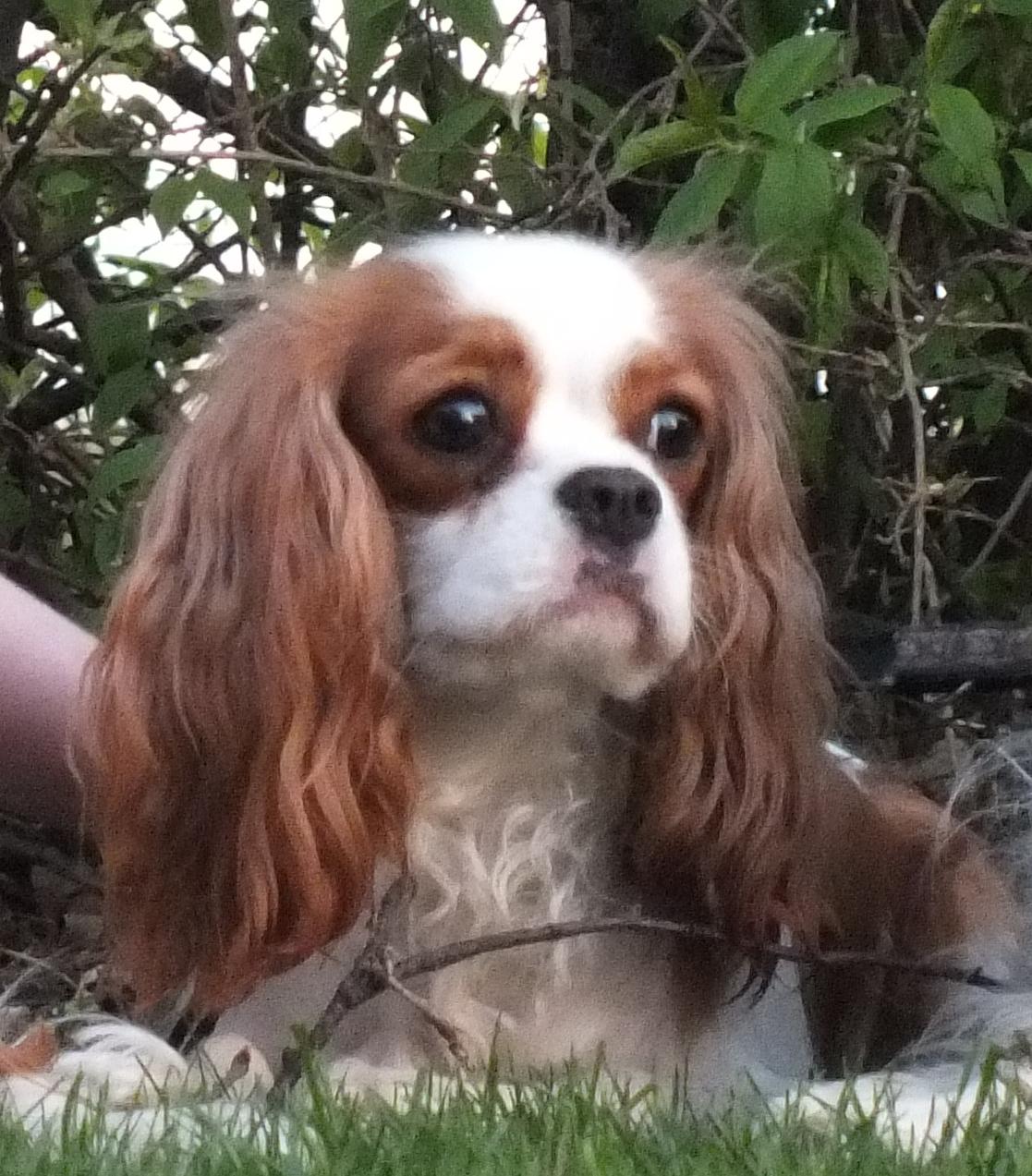 Cavalier king charles spaniel Thyholms Bella Perla  - Perla - Perla april 2011 - foto af Matilde Cantor billede 10