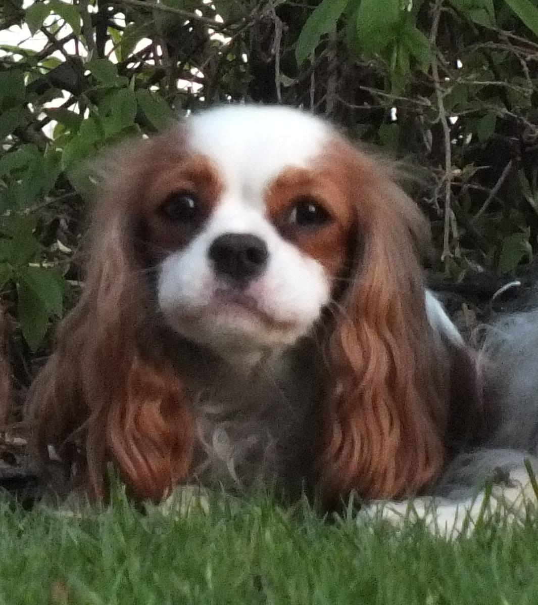 Cavalier king charles spaniel Thyholms Bella Perla  - Perla - Perla april 2011 - foto af Matilde Cantor billede 11
