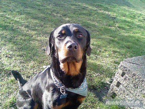 Rottweiler Ratata billede 1