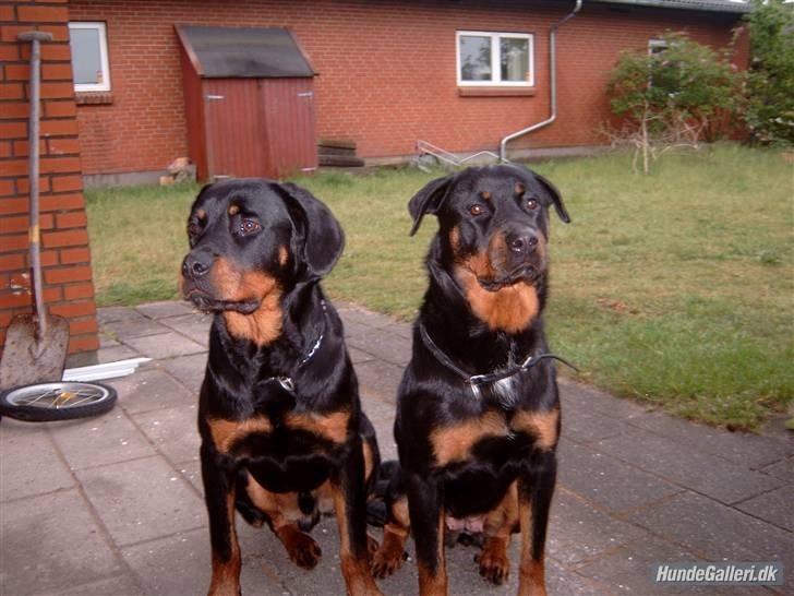 Rottweiler Ratata - Ratata til venstre og Shif til højre billede 2