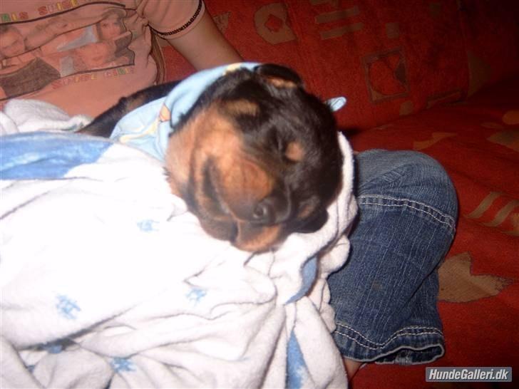 Rottweiler Ratata - Jeg sover så fint, billede 3