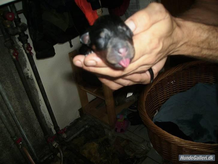 Rottweiler Ratata - et par timer gammel da vi lige havde fundet ham i min dyne billede 4