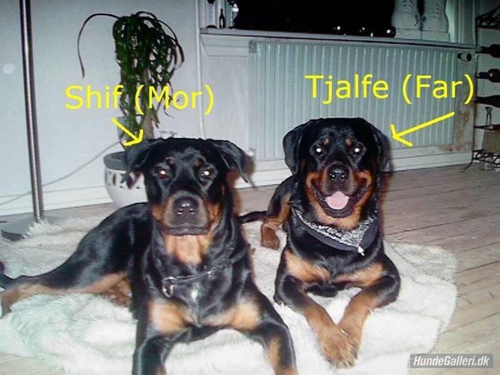 Rottweiler Ratata - Far (Tjalfe) Til Højre og Mor (Shif) Til venstre billede 5
