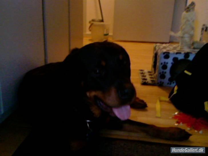 Rottweiler Ratata billede 6