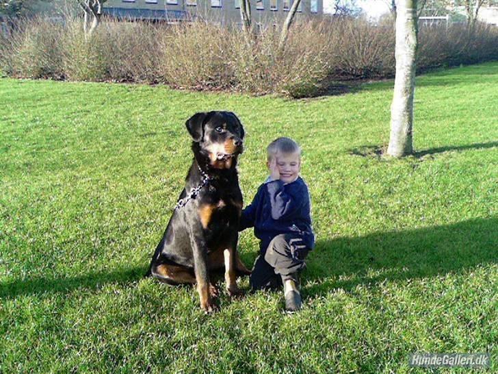 Rottweiler Ratata - Min far's ekskæreste's søn og Ratata billede 7