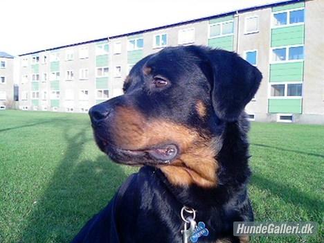 Rottweiler Ratata billede 8