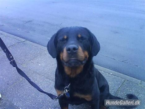 Rottweiler Ratata billede 9