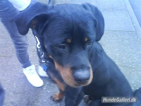 Rottweiler Ratata billede 11