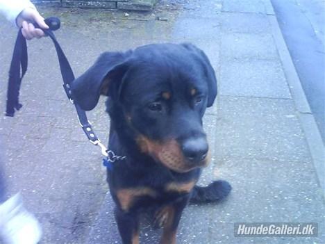 Rottweiler Ratata billede 12