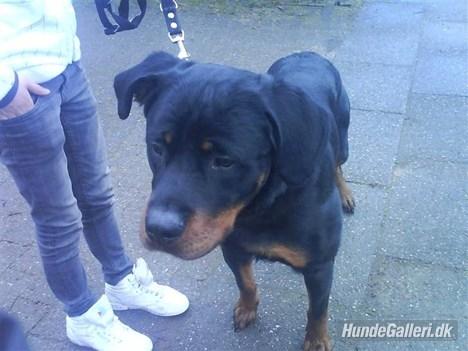 Rottweiler Ratata billede 13