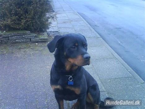 Rottweiler Ratata billede 14