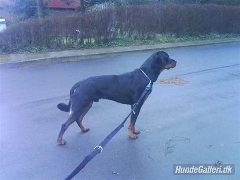 Rottweiler Ratata billede 15