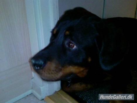 Rottweiler Ratata billede 16
