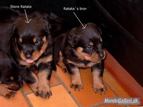 Rottweiler Ratata billede 17