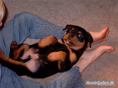 Rottweiler Ratata - Bettepjok billede 18