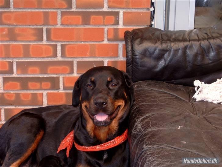 Rottweiler Ratata - Mor Shif billede 19