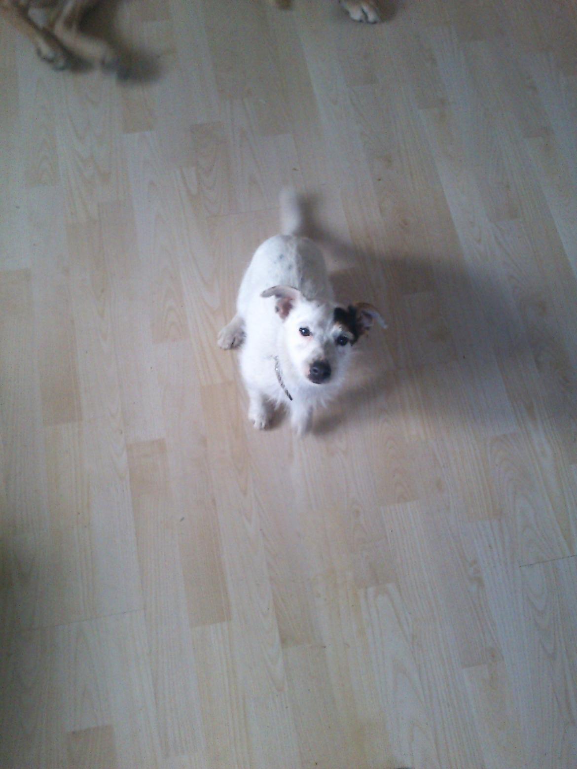 Jack russell terrier Calliston's Maddie billede 2