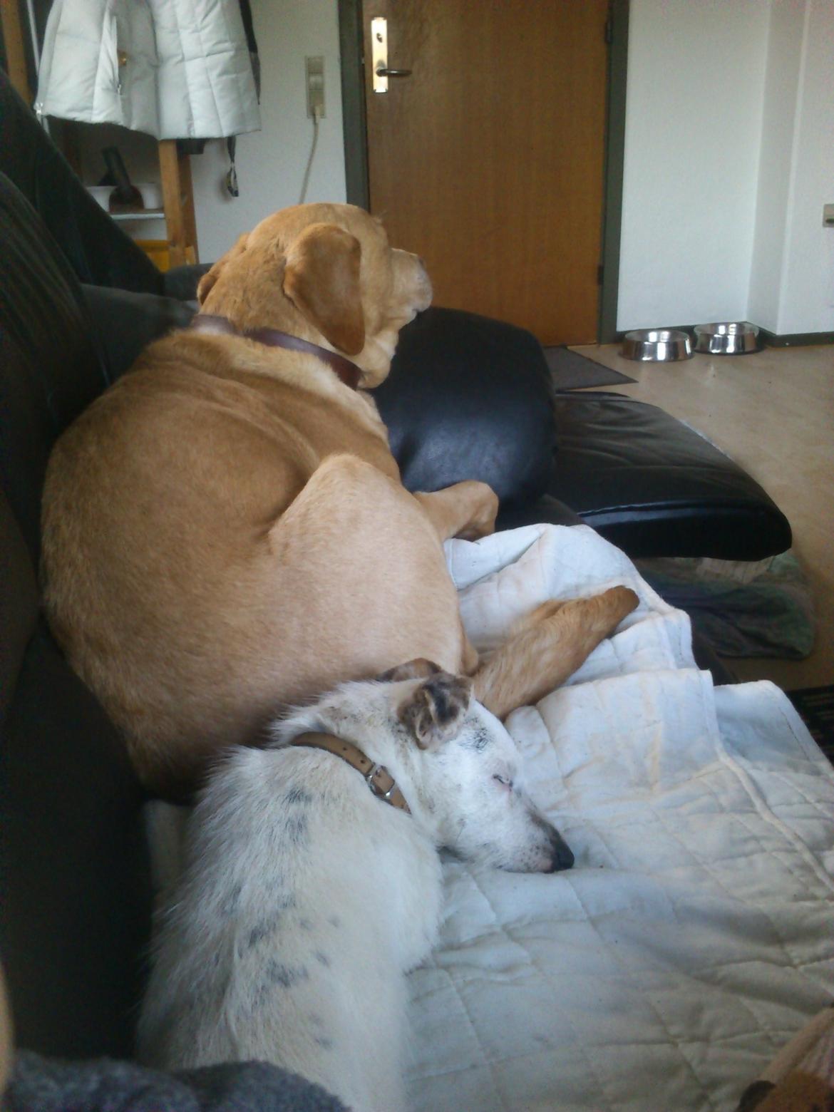 Jack russell terrier Calliston's Maddie billede 3