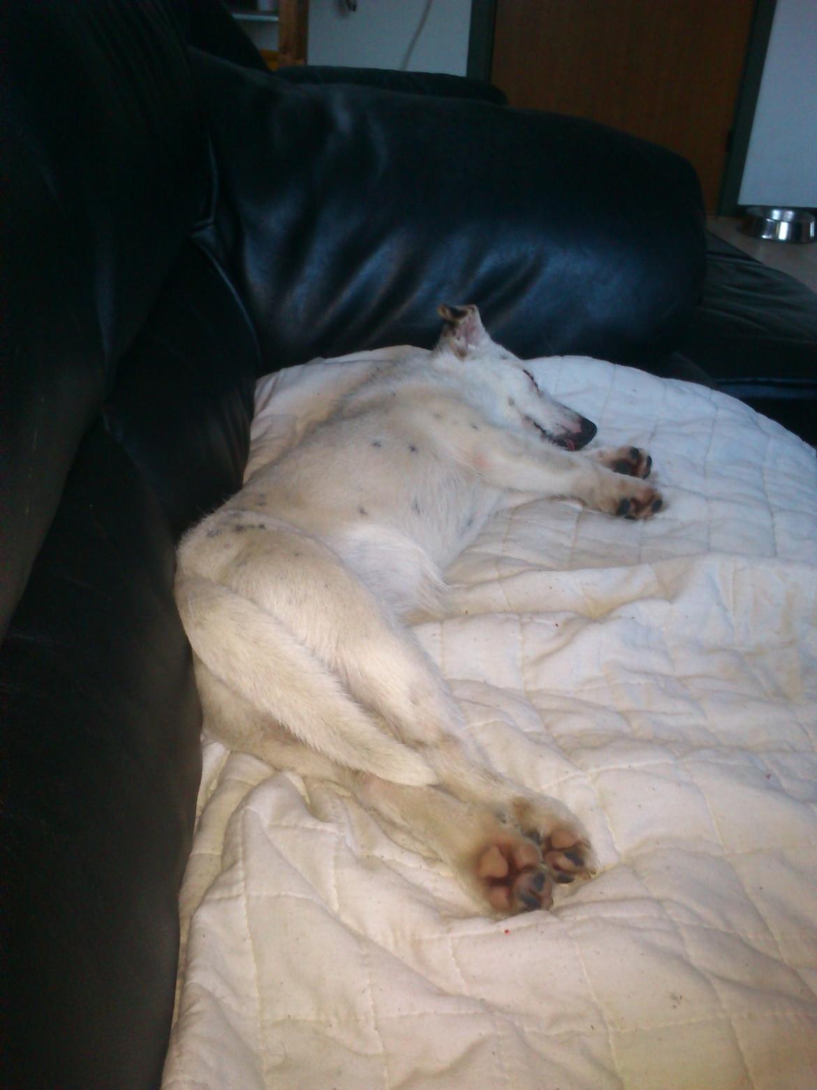 Jack russell terrier Calliston's Maddie billede 4