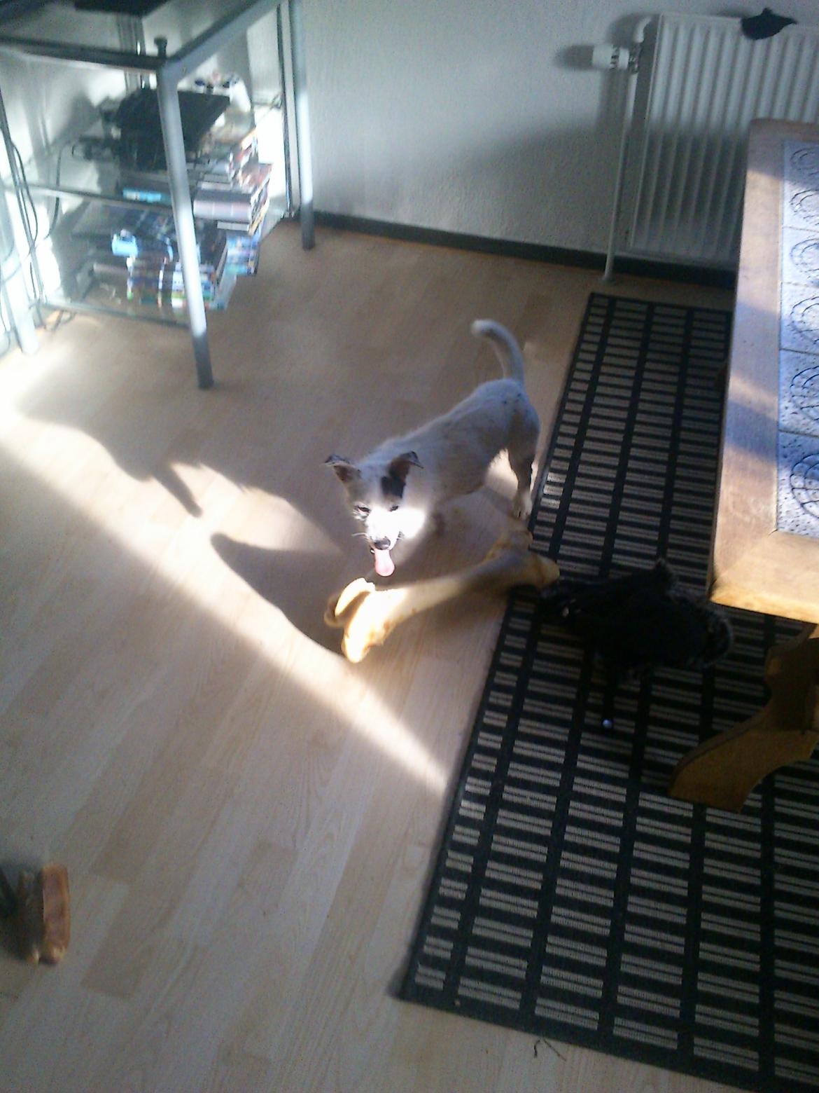 Jack russell terrier Calliston's Maddie billede 5