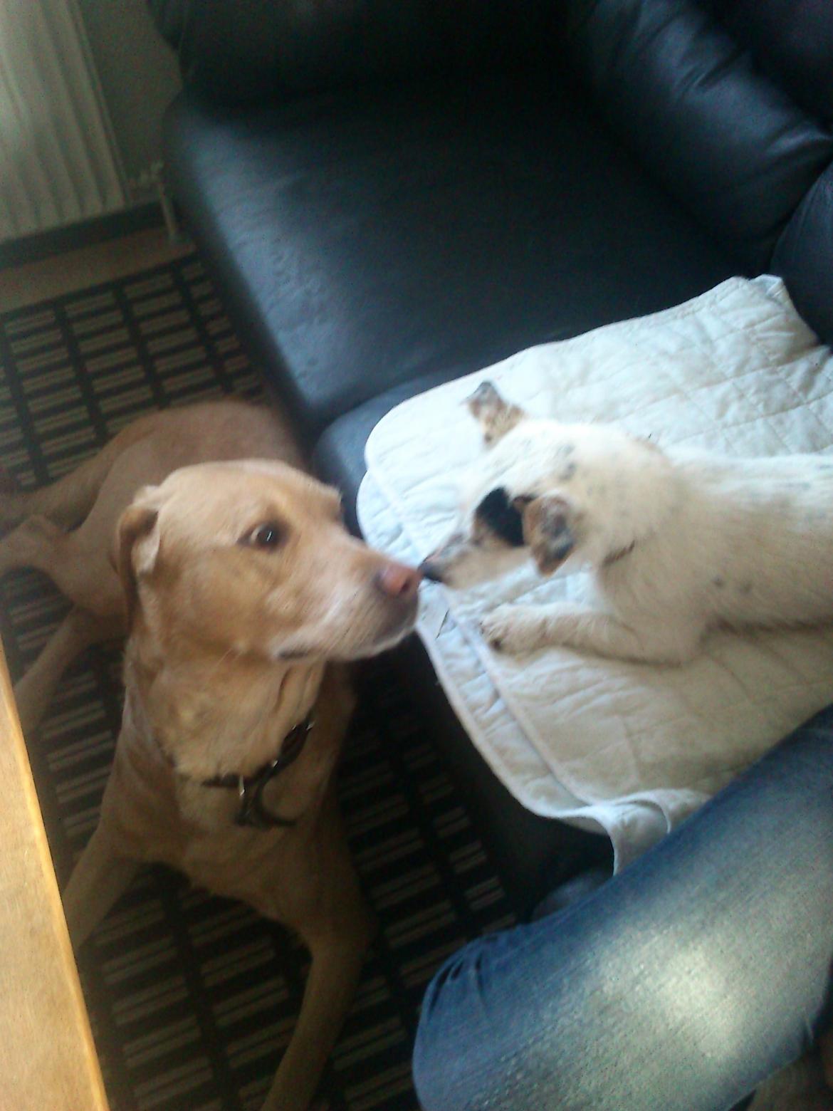 Jack russell terrier Calliston's Maddie billede 6