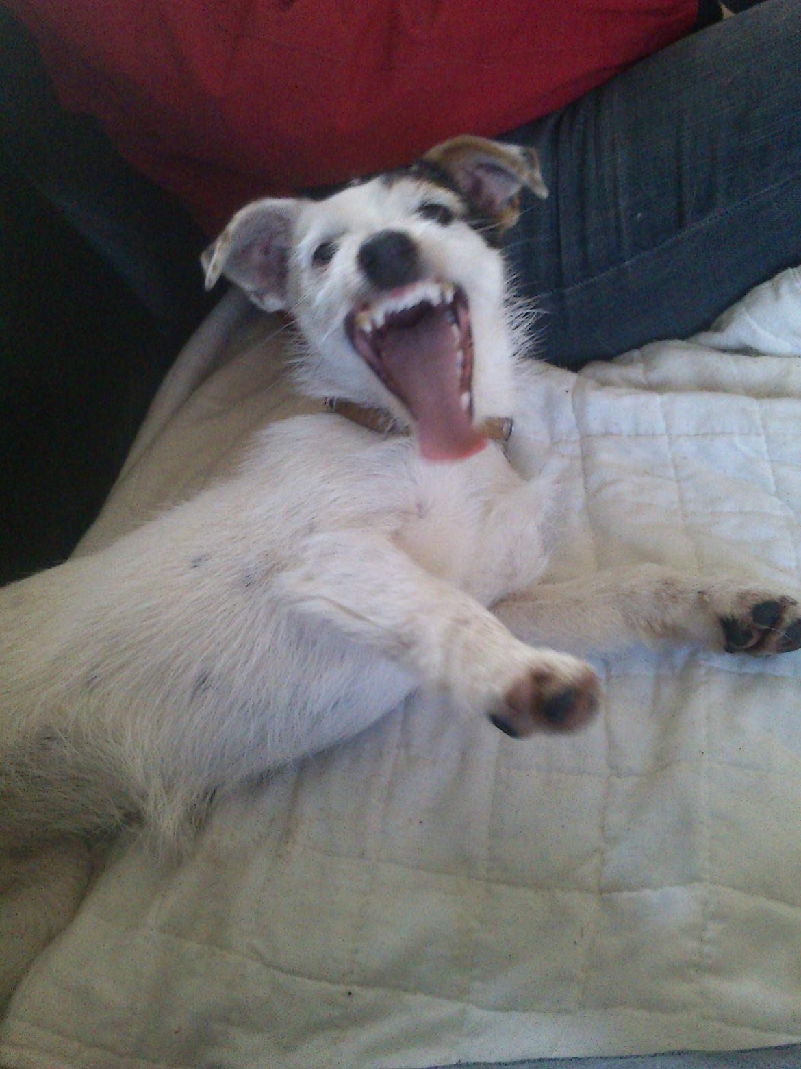 Jack russell terrier Calliston's Maddie billede 7