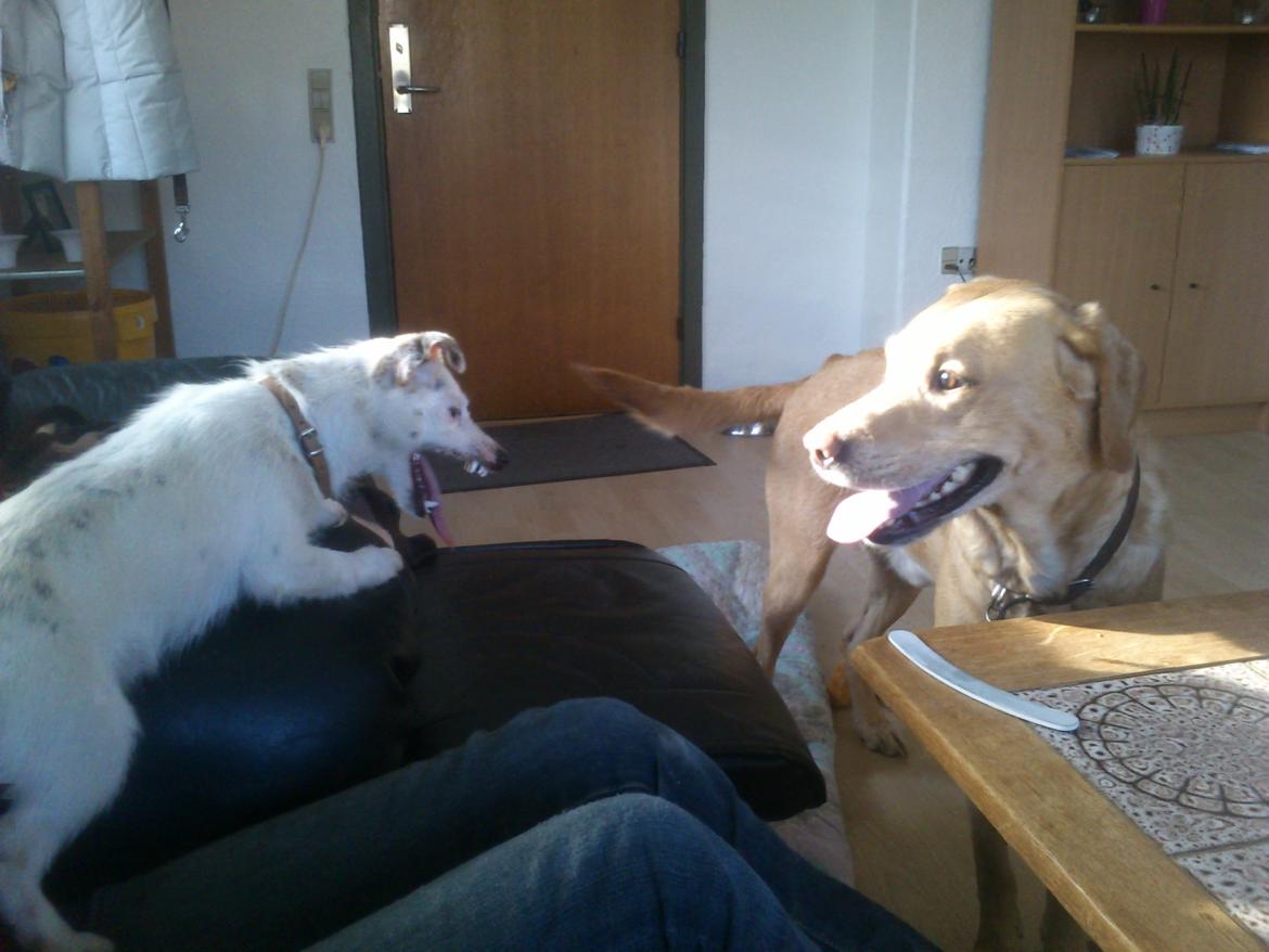 Jack russell terrier Calliston's Maddie billede 8